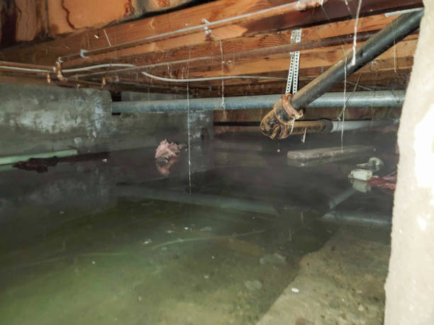 Best 24/7 water damage repair  in Lecanto, FL