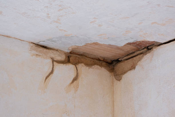 Best Flood restoration services  in Lecanto, FL