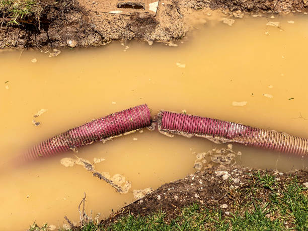 Best Mold removal after water damage  in Lecanto, FL
